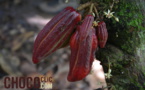 La récolte du cacao
