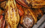 Le Cacao Trinitario (Cacaoyer)