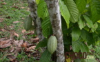 La plantation cacao : Mangaro