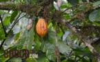 La plantation cacao : Maralumi