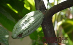 La plantation cacao : Vila Gracinda