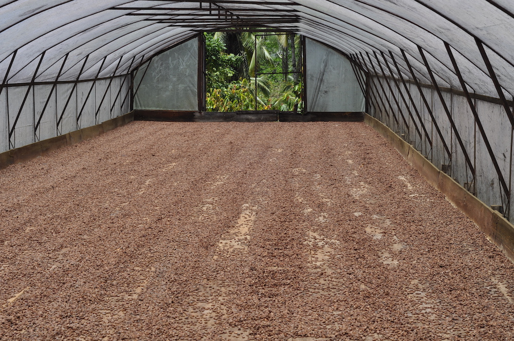 Séchage du cacao chez Fruition Chocolate©