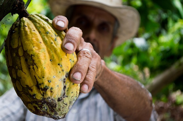 Un agriculteur cueille une cabosse de cacao©ChocoClic