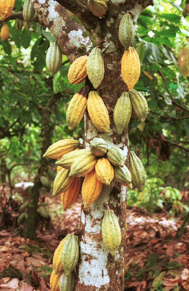 Cacaoyer© Cacaoyer©