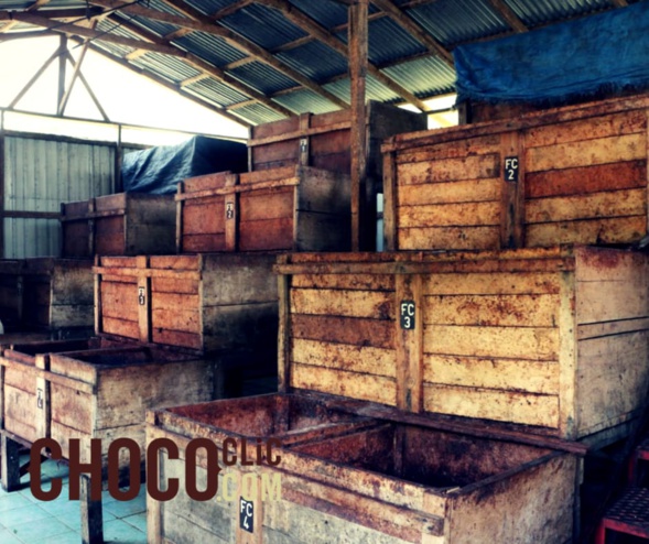 La fermentation des cabosses La fermentation des cabosses