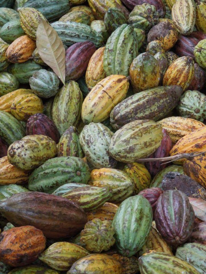 Cabosses ©ChocoClic.com Cabosses ©ChocoClic.com