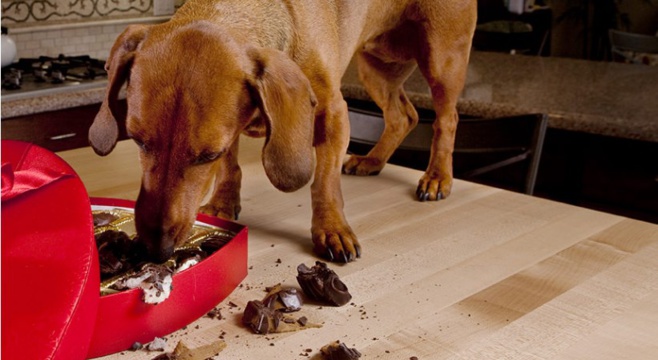 L’intoxication par le chocolat chez le chien L’intoxication par le chocolat chez le chien