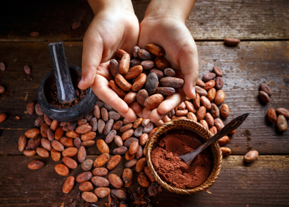 fève de cacao fève de cacao