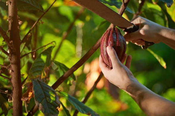 Le changement climatique affecte la production de cacao et chocolat Le changement climatique affecte la production de cacao et chocolat