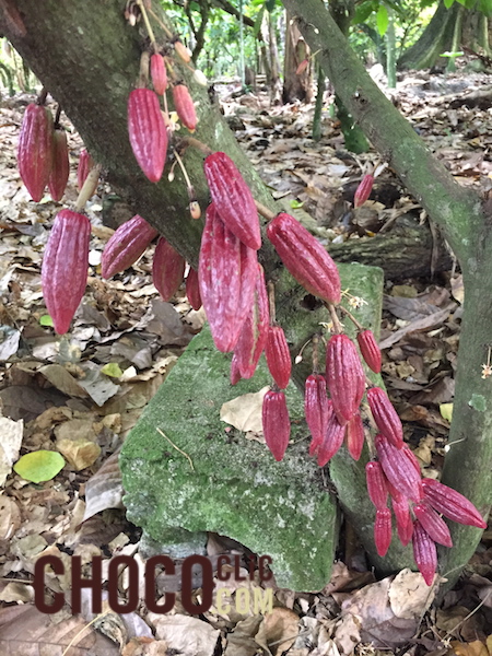 planter une feve de cacao