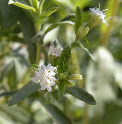 Fleur de Stevia