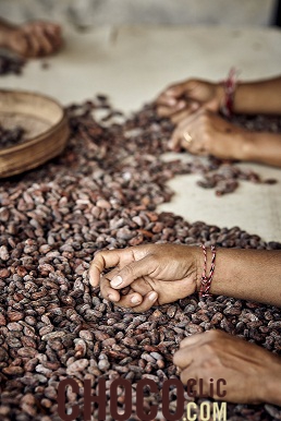 L'enseignement de l'industrie Unhas collabore avec une société de production de cacao Japonaise