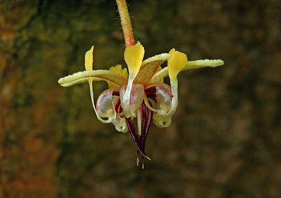 Fleur de cacaoyer theobroma