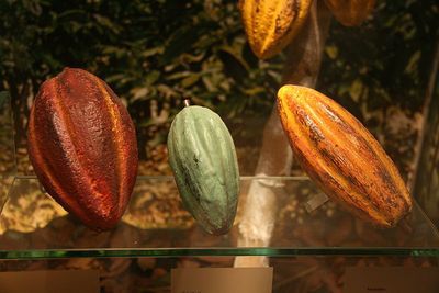 Trois variétés de cacao