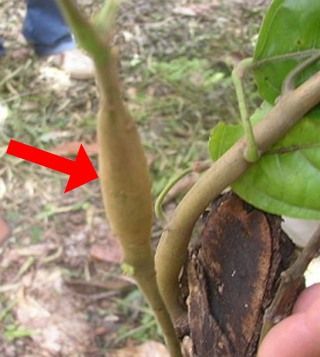 Symptome Swollen Shoot sur plant de cacao