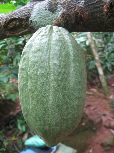 Fève de cacao Fève de cacao