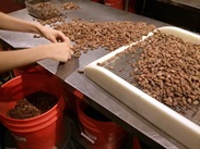 Triage des fèves de cacao