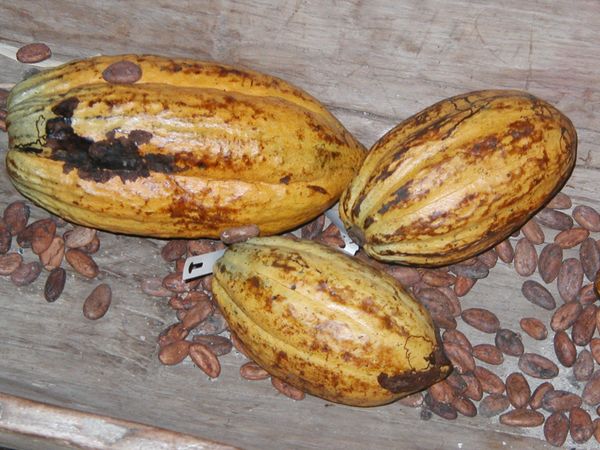 Cabosses et fèves de cacao©