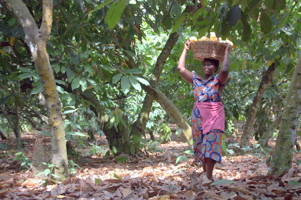 La récolte du cacao par Fairafric©