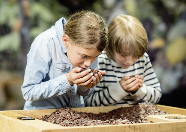 Des enfants sentent les fèves de cacao au Musée du Chocolat de la Maison Cailler©
