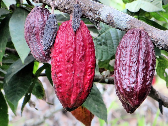 Cabosses de cacao
