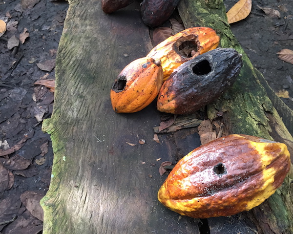 maladies dans les cacaoyers