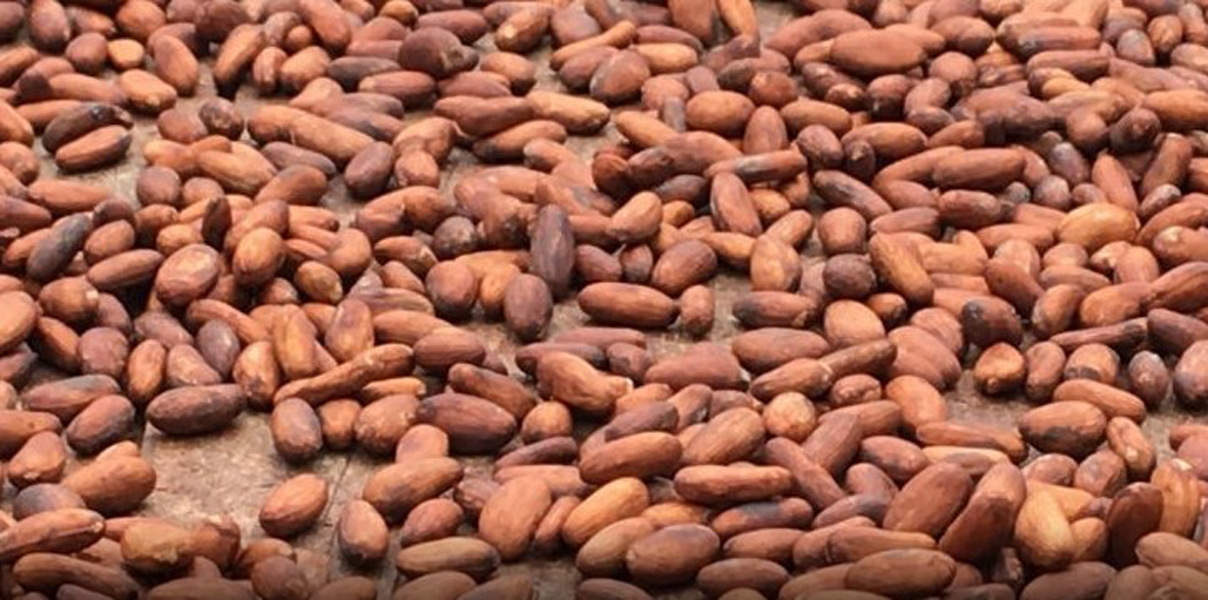 Collaboration étroite entre le Ghana et la Côte d'Ivoire pour protéger leur industrie de cacao