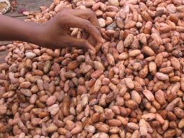 La biodiversité de 10 000 plantations de cacao du Ghana bientôt cartographiée.