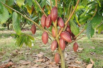 Árbol Cacao