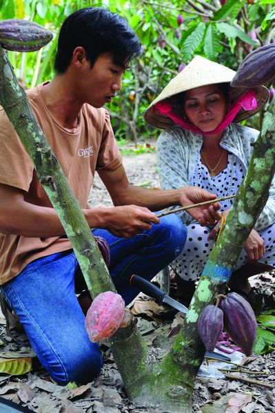 Cacao Trace Formation plantation Origins - Vietnam©
