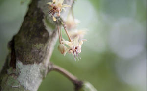 Joyce Iponja redonne le pouvoir aux cultivateurs de cacao en Tanzanie