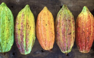 Redonner vie au cacao colombien avec Uncommon Cacao