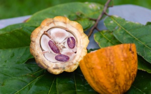 Le chocolat bio : un chocolat pas comme les autres…