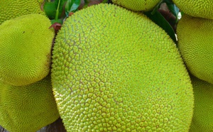 Un remplaçant pour le cacao ?