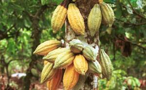 Cacao haïtien, un cacao d’exception