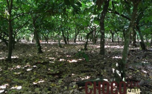 Etablissement d’une plantation de cacaoyer