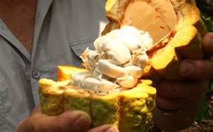 L’influence du climat sur le goût du chocolat