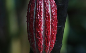 Le fabuleux trésor de Madagascar