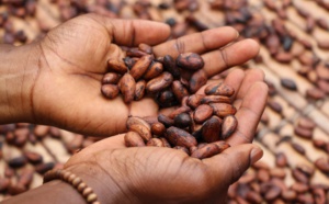 Le développement durable dans la culture du cacao, une solution ?