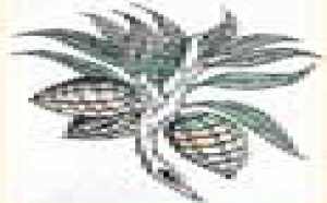 Le rapport d'activité du Club Chocolat de Toulouse 2002/2003