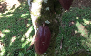 Cacao durable : un objectif clair et ambitieux.