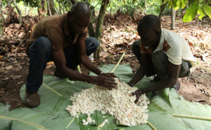 Une forte coopération en faveur de la culture durable du cacao.