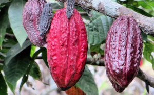 Cacao For Good : le meilleur projet éducatif et social du monde