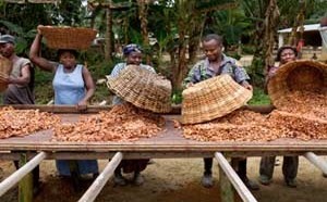 Magnum donne une nouvelle dimension au plaisir en s'associant à Rainforest Alliance