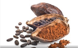 Le rôle de l'intestin est crucial pour l'effet cognitif du flavanol de cacao dans la nutrition sportive, selon une revue