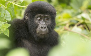 Pour un cacao durable et une agriculture plus rationnelle, l’UE protège les Gorilles.