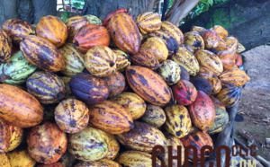 Le Cacao Forastero (Cacaoyer)