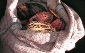 Le Cacao Criollo (Cacaoyer)
