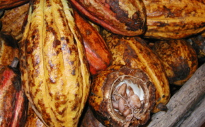 Le Cacao Trinitario (Cacaoyer)