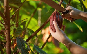 Le changement climatique affecte la production de cacao et chocolat
